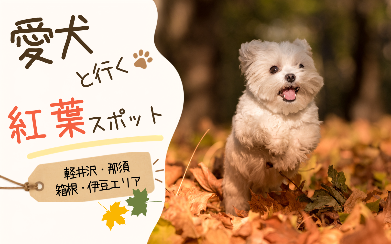 犬同伴OKの紅葉スポット7選|軽井沢・那須・箱根・伊豆の秋旅行ガイド