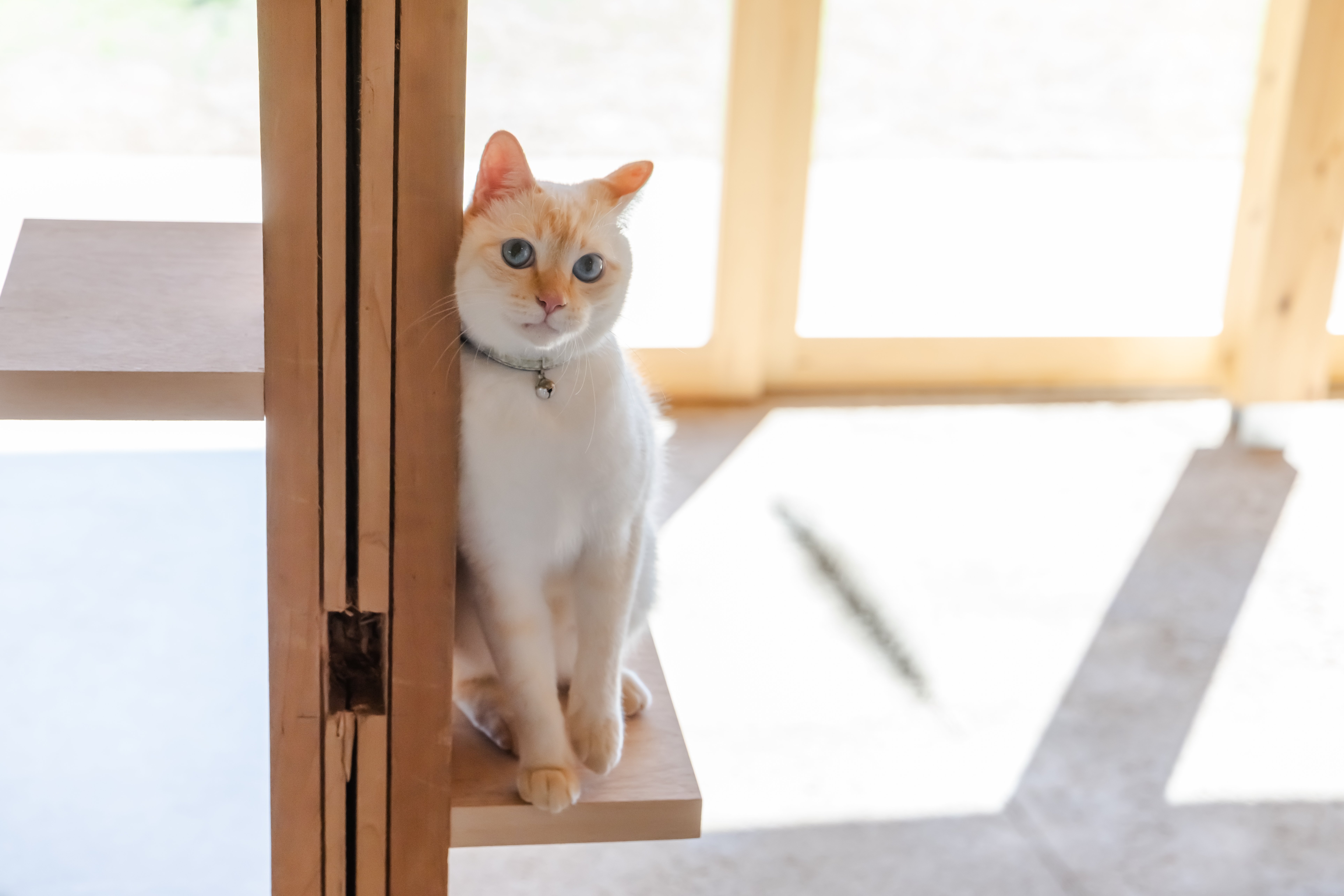 フォトギャラリー